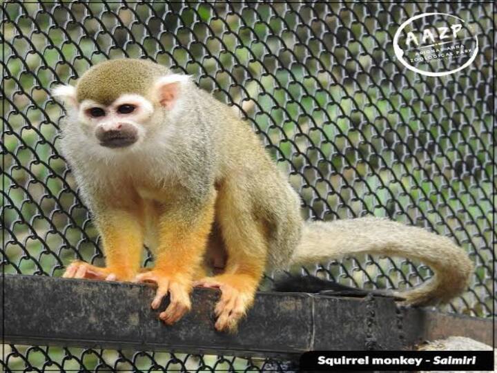 rare pair of squirrel monkeys was stolen 2 days ago at the Vandalur Zoo next to Chennai வண்டலூர் உயிரியல் பூங்காவில் அரியவகை அணில் குரங்குகள் திருடப்பட்டதால் பரபரப்பு