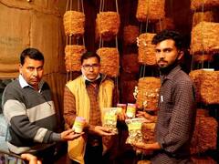 Hindoria News: MP के इंजीनियर ने खेती को बनाया व्यवसाय, जानें Mushroom से कैसे ले रहे हैं बड़ा लाभ