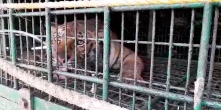 South 24 Parganas Tiger captured in Kultali released in Sundarbans Forest Kultali News: দু'দিন পর জঙ্গলে ফিরল ডোরাকাটা, কুলতলিতে খাঁচাবন্দি বাঘকে মুক্ত করল বন দফতর