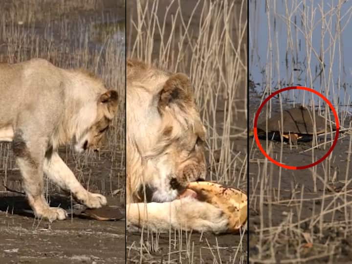 Gujrat Viral Video lion and turtle fight gujrat gir national park Viral Video :  तीन शेरांना कासव ठरले सव्वाशेर...अखेर ही शर्यतही कासवाने जिंकली
