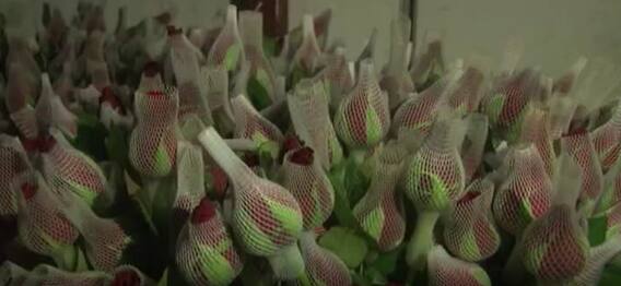 Ananthapur roses to America for Valentines Day|గులాబీల సాగుతో అదరగొడుతున్న రైతు అజాముల్లా| ABP Desam