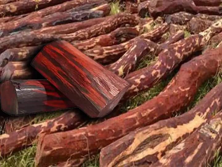 lal chandan remedies benefits red sandalwood upay to get money and success लाल चंदन के ये उपाय हैं बहुत ही प्रभावी, दूर होंगे वास्तु दोष और कारोबार में मिलेगी बेशुमार तरक्की