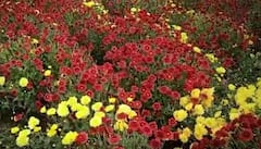 Kadiyam flower Rates : అమాంతంగా పెరిగిన పూల ధరలు | Rajamundry | KadiyapLanka | ABP Desam