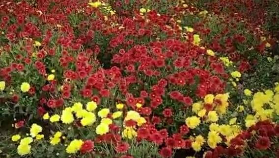 Kadiyam flower Rates : అమాంతంగా పెరిగిన పూల ధరలు | Rajamundry | KadiyapLanka |  ABP Desam