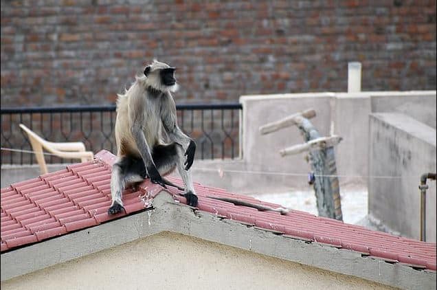 Mumbai News: Malad Woman fed biscuits to monkey, then had to get 10 stitches on her face, know what is the matter Mumbai News: बंदर को बिस्किट खिलाना महिला को पड़ा भारी, चेहरे पर लगवाने पड़े 10 टांके, जानिए पूरा मामला