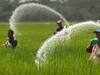 Bihar Urea Shortage: बाजार में यूरिया खाद की किल्लत, भारी परेशानी के बीच किसानों ने थोक विक्रेताओं पर लगाया हेराफेरी का आरोप