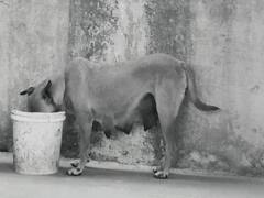 Hyderabad: వీధి కుక్కతో వృద్ధుడు అసభ్యకర చర్య! వీడియో వైరల్, వ్యక్తిపై కేసు నమోదు