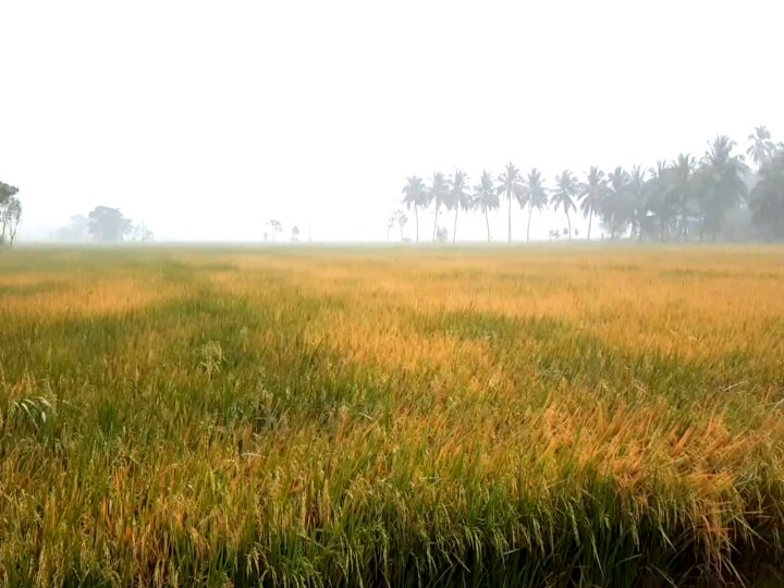 மயிலாடுதுறையில் காலை முதல் பெய்துவரும் மழையால் விவசாயிகள் கலக்கம்