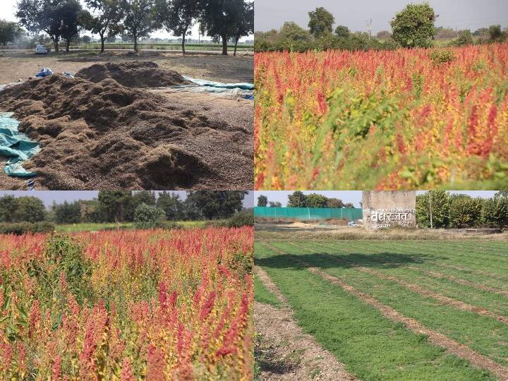 Sehore News: MP के इस शहर में होती है औषधीय फसलों की खेती, विदेशों में भारी डिमांड Sehore News MP farmer Mohan Sukhdev Farming medicinal crops ANN Sehore News: MP के इस शहर में होती है औषधीय फसलों की खेती, विदेशों में भारी डिमांड