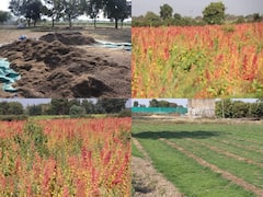 Sehore News: MP के इस शहर में होती है औषधीय फसलों की खेती, विदेशों में भारी डिमांड