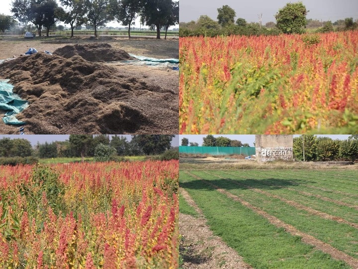 Sehore News MP farmer Mohan Sukhdev Farming medicinal crops ANN Sehore News: MP के इस शहर में होती है औषधीय फसलों की खेती, विदेशों में भारी डिमांड