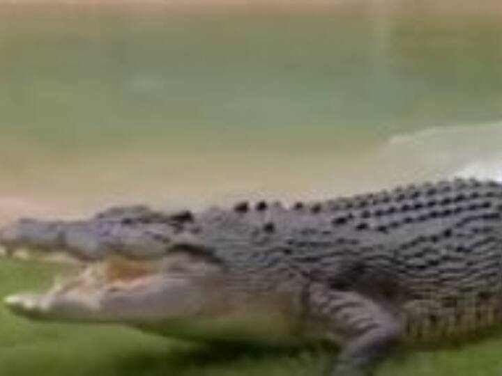 Viral Video Crocodile Australia Zoo Robert Irwin encounter with aggressive reptile Watch: जब जबड़ा फाड़ते हुए मगरमच्छ हुआ हमलावर... तो शख्स ने ऐसे बचाई अपनी जान