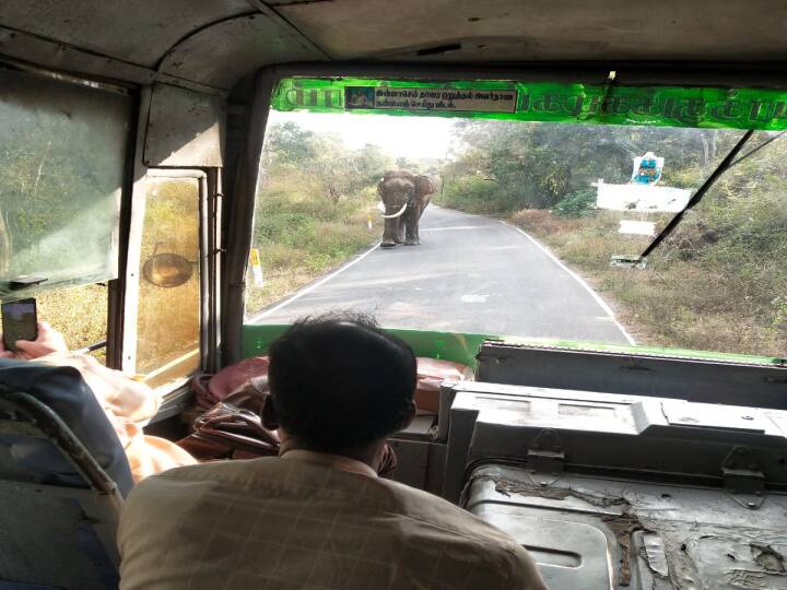 Single horned elephant returning  Government bus passengers in panic Javvadu Hills Elephant | மீண்டும் திரும்பிய ஒற்றை கொம்பன் யானை.. பதறி அலறிய ஜவ்வாது மலை அரசு பேருந்து பயணிகள்..