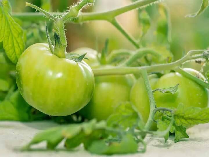 Health Tips know the health Benefits of Green Tomato Health Tips : इम्युनिटी बुस्टर ‘हिरवे टोमॅटो’, जाणून घ्या याचे इतर फायदे