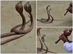 Watch: सपेरे ने बजाई ऐसी बीन, लहराकर-झूमकर नाचे नाग-नागिन