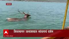 Satara : सांबराचा पोहोतानाचा व्हिडियो व्हायरल; शिवसागर जलाशयात सांबराचं दर्शन ABP Majha