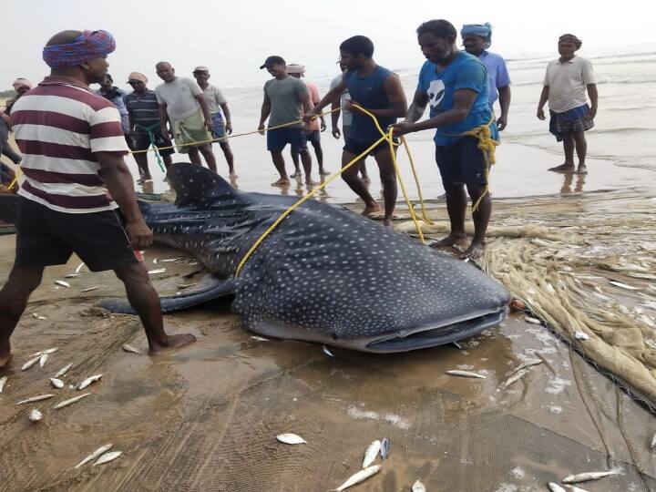 A shark trapped by a fisherman in Srikakulam district Srikakulam News: అరుదైన షార్క్‌ చిక్కింది నష్టాన్ని మిగిల్చింది, బోరుమంటున్న మత్స్యకారుడు