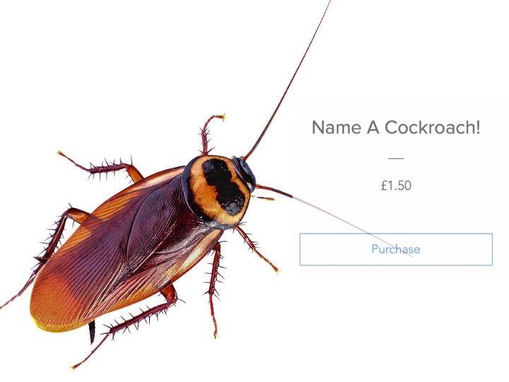 Unique Revenge: You Can Name A Cockroach After Your Ex — A Valentine's Day 'Project' In UK Unique Revenge: You Can Name A Cockroach After Your Ex — A Valentine's Day 'Project' In UK