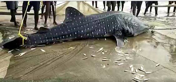 Tiger Faced Huge Fish : శ్రీకాకుళం జిల్లా మధురవాడ సమీపంలోని సముద్రంలో భారీ సొర చేప| ABP Desam
