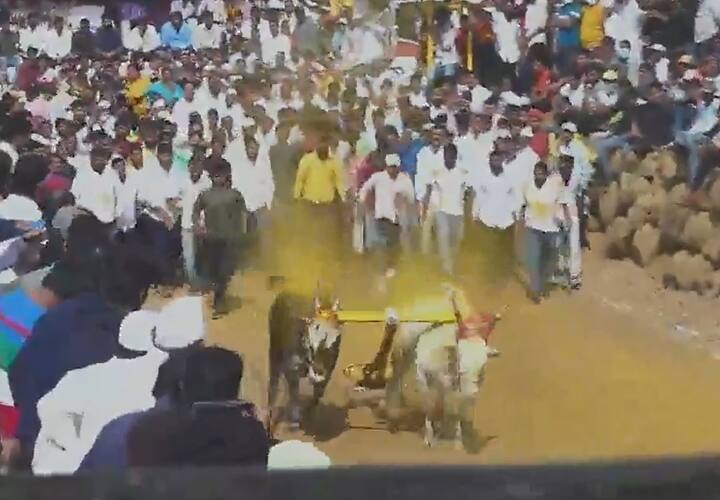 मावळमध्ये पुन्हा उडाला बैलगाडा शर्यतीचा धुरळा