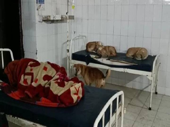 Bihar News: Dogs surrounded patient in siwan sadar hospital, ruckus after video goes viral ann सीवान सदर अस्पताल पर कुत्तों का कब्जा! मरीज की करते हैं 'रखवाली', Video देख कर कहेंगे- ऐसा भी होता है क्या
