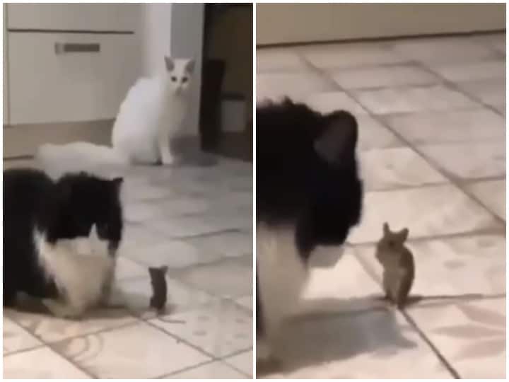 Real life tom and jerry tom and jerry viral Video mouse and cat viral video Watch: अपनी जान बचाने के बजाय बिल्ली के ही पीछे पड़ा चूहा, वीडियो देख नहीं रुकेगी हंसी