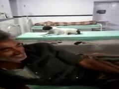 Rajasthan News: सरकारी अस्पताल में व्यवस्थाओं का अभाव, मरीजों के साथ बेड पर सोते दिखे कुत्ते, जानें पूरा मामला