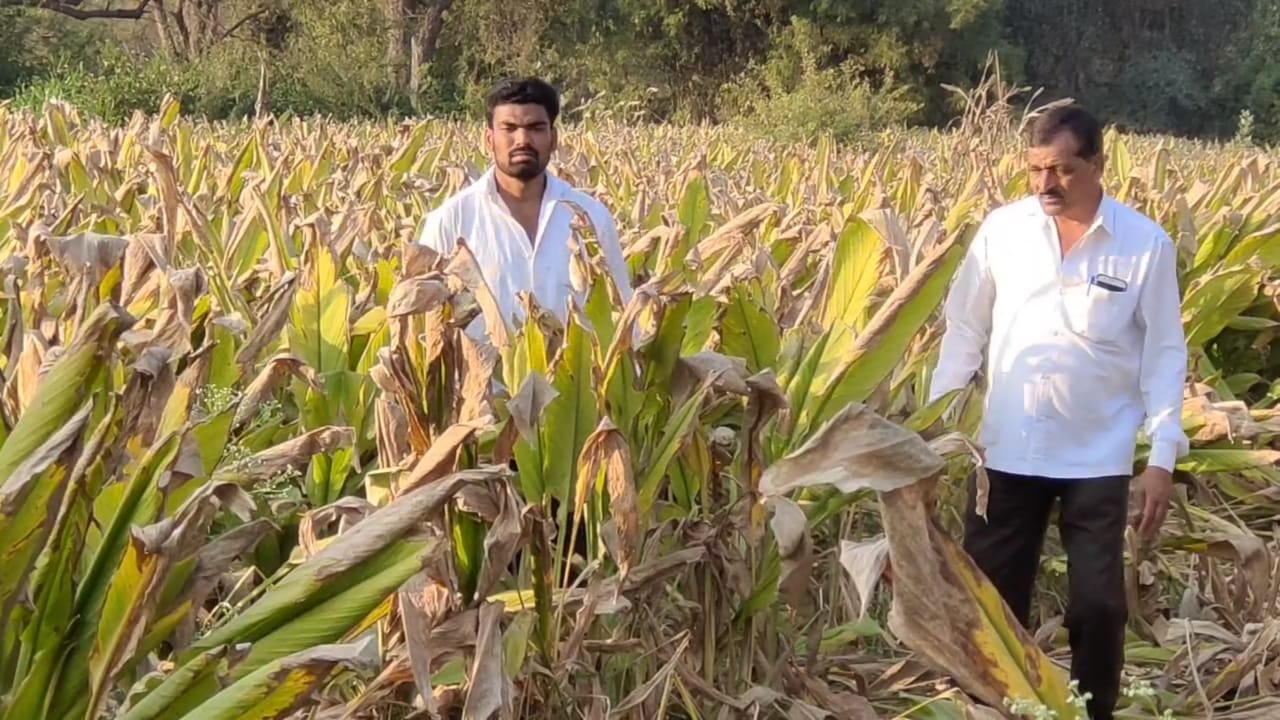 Turmeric Farming : उच्चशिक्षीत तरुणाने नोकरीच्या मागे न लागता यशस्वी केला हळद शेतीचा प्रयोग