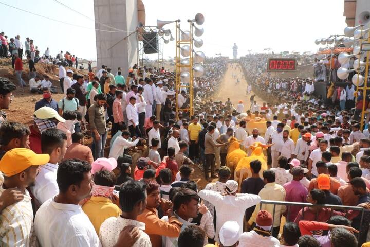 मावळमधील नाणोली बैलगाडा घाट येथे बैलगाडा शर्यतीचे आयोजन