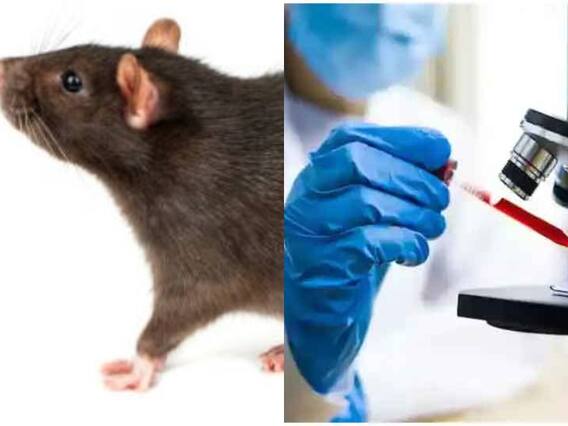 Animal टेस्टिंग पर प्रतिबंध लगाने वाला पहला देश बन सकता है Switzerland, जनमत संग्रह से होगा फैसला Animal टेस्टिंग पर प्रतिबंध लगाने वाला पहला देश बन सकता है Switzerland, जनमत संग्रह से होगा फैसला