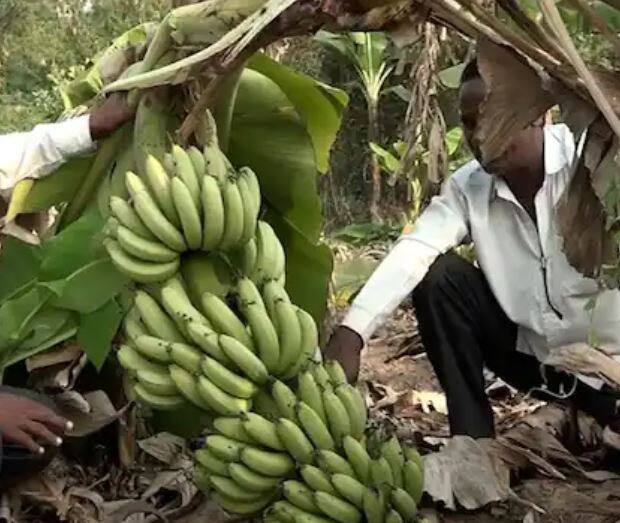 द्राक्ष आणि संत्रीप्रमाणे नंदुरबार जिल्ह्यात केळी उत्पादक शेतकऱ्यांसाठी केळी प्रक्रिया उद्योग उभारून व्यापाऱ्यांची मनमानी थांबवावी असंही काही शेतकऱ्यांची मागणी आहे. 