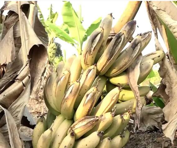 केळी उत्पादक शेतकरी हवालदिल