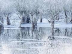 Trending: इस तस्वीर को खींचने वाले ने जीता 'Wildlife Photographer of the Year' का खिताब, जानें क्या है ऐसा खास