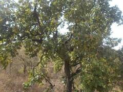 Udaipur: बीड़ी बनाने के तेंदू पत्ते से वन विभाग को पिछले 12 साल में हुई 202 करोड़ रुपये की कमाई, जानें सबसे ज्यादा कहां होती है सप्लाई?