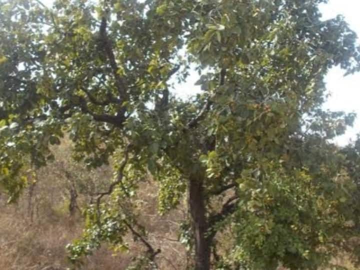 Udaipur Contract for Diospyros melanoxylon sold for Rs 31 crore, earned 202 crores in 12 years Rajasthan ANN Udaipur: बीड़ी बनाने के तेंदू पत्ते से वन विभाग को पिछले 12 साल में हुई 202 करोड़ रुपये की कमाई, जानें सबसे ज्यादा कहां होती है सप्लाई?