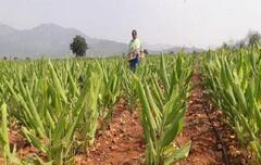 Natural Farming: પ્રાકૃતિક ખેતી કરો છો ? જાણો શું છે તેના મહત્વના સિદ્ધાંતો
