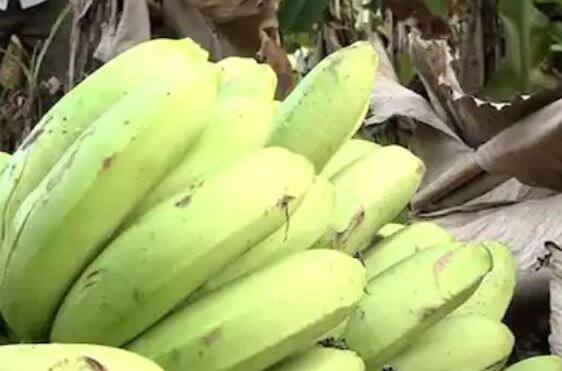 Nandurbar News Updates : नंदुरबार जिल्ह्यात मोठ्या प्रमाणात केळीचे (Banana Farming) उत्पन्न घेतले जात असते. मात्र गेल्या तीन महिन्यांपासून केळीच्या दराची समस्या मोठ्या प्रमाणात भासत आहे.