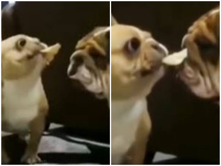 prank video Doggy did a funny prank with his partner Dog Funny Video Dog Memes Dog prank with a Dog  Watch: डॉगी ने अपने साथी के साथ किया मजेदार प्रैंक, देखकर उड़ जाएंगे होश!
