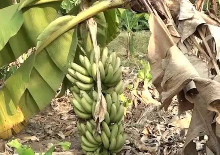 केळी लागवडीपासून एकरी 50 ते 60 हजार रुपयांचा खर्च झालेला आहे. ऐन काढणीच्या वेळी व्यापारी मनमानी करत असतात. त्यात व्यापारी येत नसल्याने केळीचे घड झाडावर पिकत असल्याने प्रशासनाने व्यापारी आणि शेतकरी प्रतिनिधी यांची बैठक घेत मार्ग काढण्याची मागणी शेतकऱ्यांनी केली आहे.