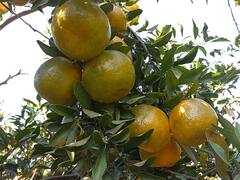 Washim Santra : स्पर्धा परीक्षेचा अभ्यास सोडून केली संत्रा शेती, तीन एकरात घेतलं नऊ लाखांचे उत्पन्न