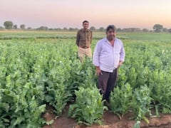 Jodhpur News: मादक पदार्थों के खिलाफ Jodhpur पुलिस की कार्रवाई, अफीम की खेती की सूचना मिलने पर लिया बड़ा एक्शन