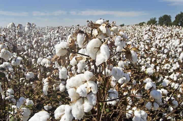 Centre waives off customs duty on cotton imports till Sept 30 this year वित्त मंत्रालय ने कपास आयात पर 30 सितंबर तक कस्टम ड्यूटी से छूट दी, ग्राहकों को भी होगा फायदा