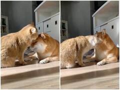 Watch: अपनी लड़ाई के लिए जाने जाते हैं ये जानवर, अब दोस्ती से जीत रहे हैं लोगों का दिल