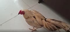 Cocks Behind Bars in Chebrolu: గుంటూరు జిల్లాలో కోళ్ళ పందాల స్థావరం పై పోలీసుల దాడి| ABP Desam