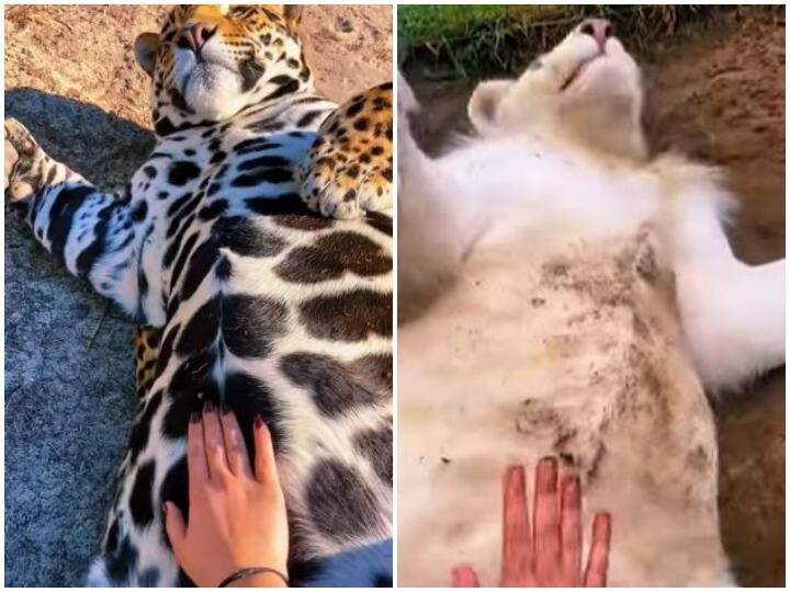Watch: 'प्यार की थपकी' पर फिदा हो जाती हैं वाइल्ड कैट, दिल जीत लेगा शेरनी का रिएक्शन leopard and lioness viral video Wildcat viral video lioness reaction pat on the stomach of leopard and lioness Watch: 'प्यार की थपकी' पर फिदा हो जाती हैं वाइल्ड कैट, दिल जीत लेगा शेरनी का रिएक्शन