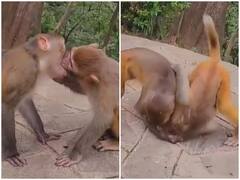 Watch: कपल्स को किस करने का जबरदस्त तरीका सीखा रही बंदरों की जोड़ी, वीडियो हुआ वायरल