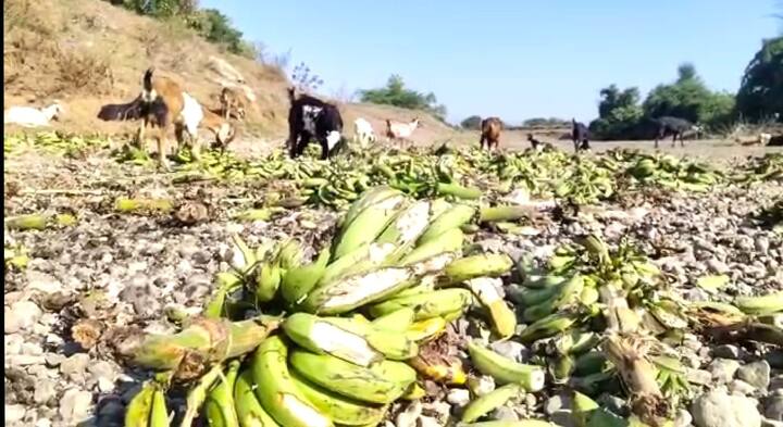 व्यापाऱ्यांच्या मनमानी कारभारामुळे केळी उत्पादक शेतकरी अडचणीत आला आहे. केळीला भाव नसल्याने शहादा तालुक्यात शेतकरी आपल्या शेतात असलेलं केळीचे घड जनावरांना टाकत असल्याचे विदारक सत्य समोर आले आहे .