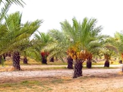 Palm Farming: એક વૃક્ષથી થશે 50 હજાર રૂપિયા સુધીની કમાણી, તગડા નફા માટે શરૂ કરો આ ખેતી