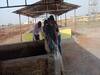 Chhattisgarh Godhan Nyay Yojana: छत्तीसगढ़ के दुर्ग में बिना किसी इन्वेस्टमेंट के लाखों रुपये कमा रही हैं महिलाएं, जानिए कैसे