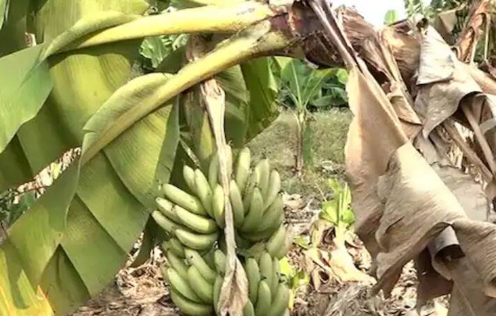 केळीला दोन ते तीन रुपये परत प्रति किलो दर मिळत आहे आणि त्यात व्यापारी मनमानी करत आहे. व्यापारी केळीची तोड करण्यासाठी येत नसल्याने शेतकरी मेटाकुटीला आला आहे.